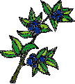 Blueberry bernina embroidery house designs canada